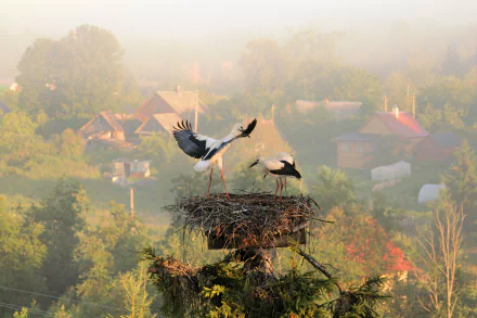 nest bird Animal stork HD Desktop Wallpaper | Background Image