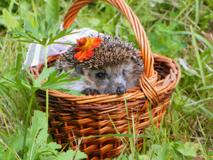 basket Animal hedgehog HD Desktop Wallpaper | Background Image