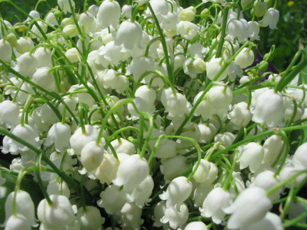 white flower nature flower lily of the valley HD Desktop Wallpaper | Background Image