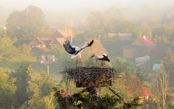 Animal Stork Birds Storks Bird Nest HD Wallpaper | Background Image