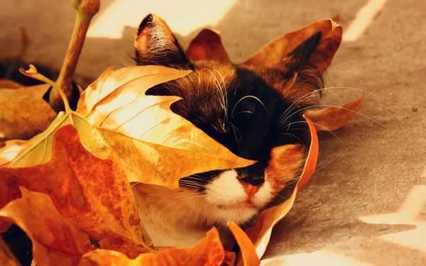 Animal Cat Fall Leaf Cute Sleeping HD Wallpaper | Background Image