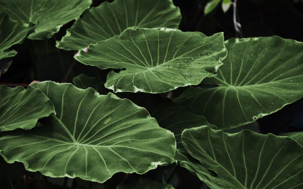 greenery nature leaf HD Desktop Wallpaper | Background Image
