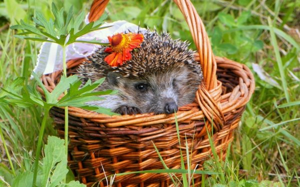 Animal Hedgehog Basket HD Wallpaper | Background Image
