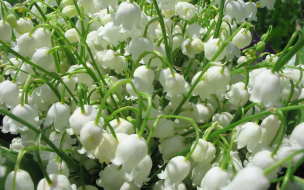 white flower nature flower lily of the valley HD Desktop Wallpaper | Background Image