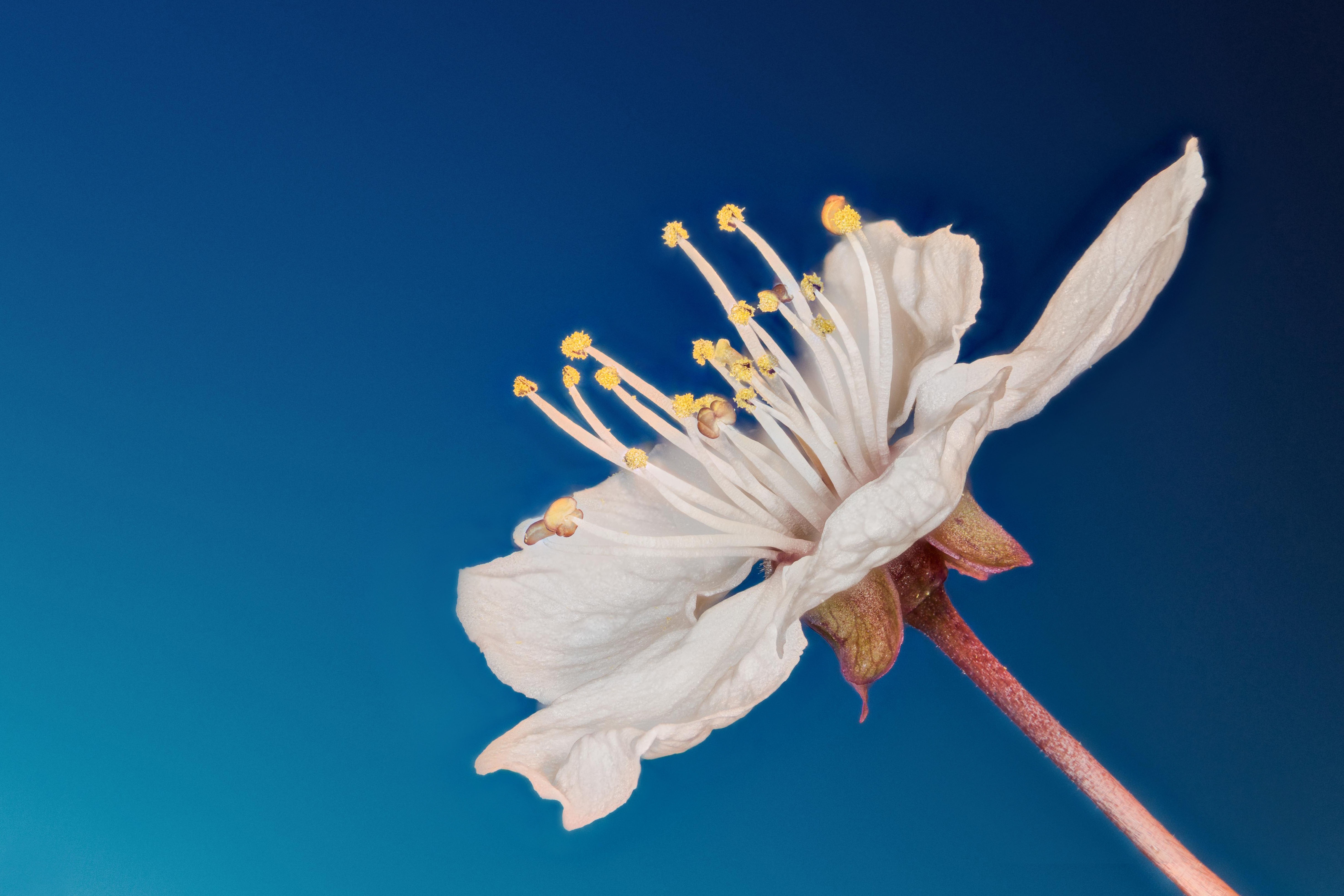 Flower 4k Ultra HD Wallpaper | Background Image | 4867x3245