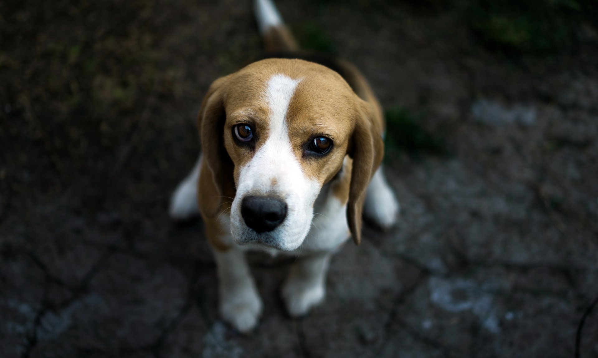 Download Muzzle Dog Animal Beagle 4k Ultra HD Wallpaper