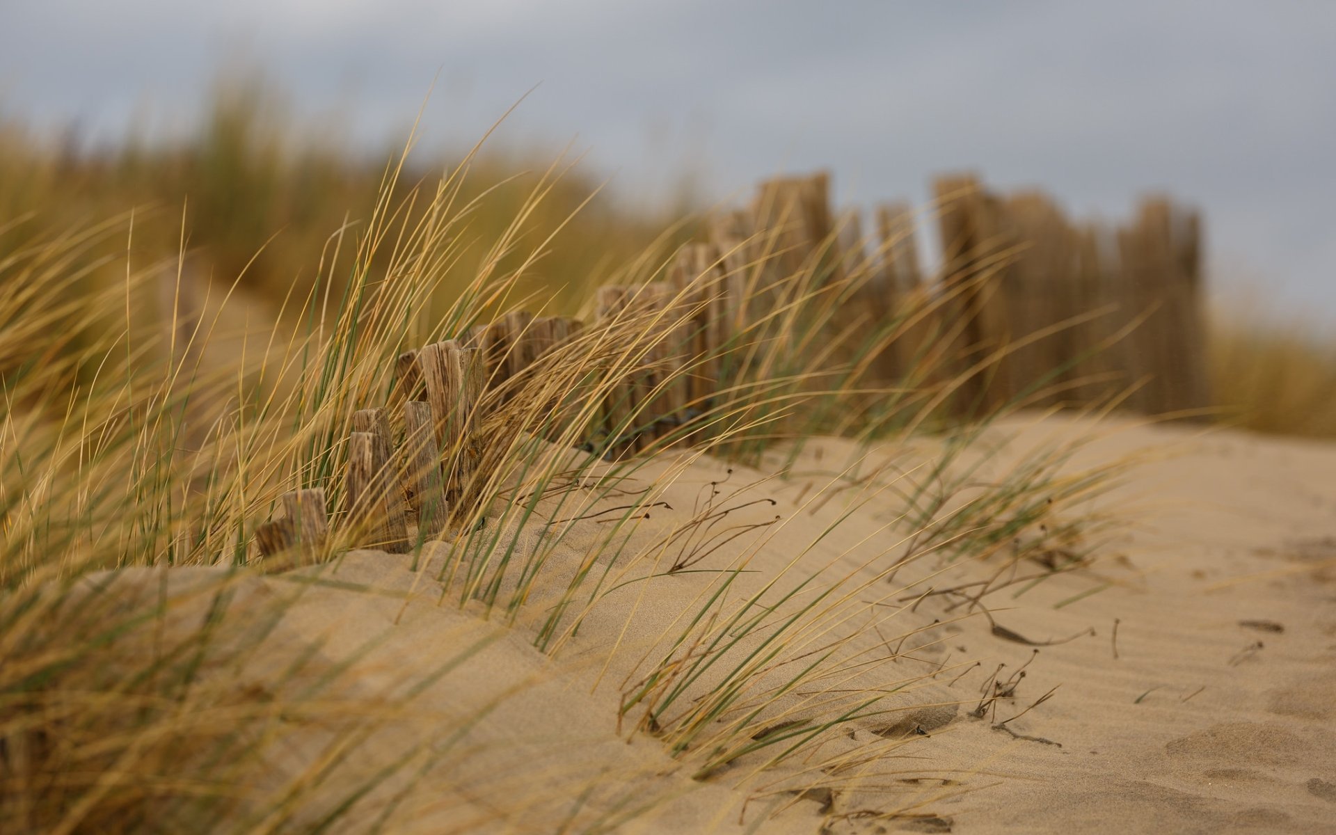 Download Sand Grass Nature Beach HD Wallpaper