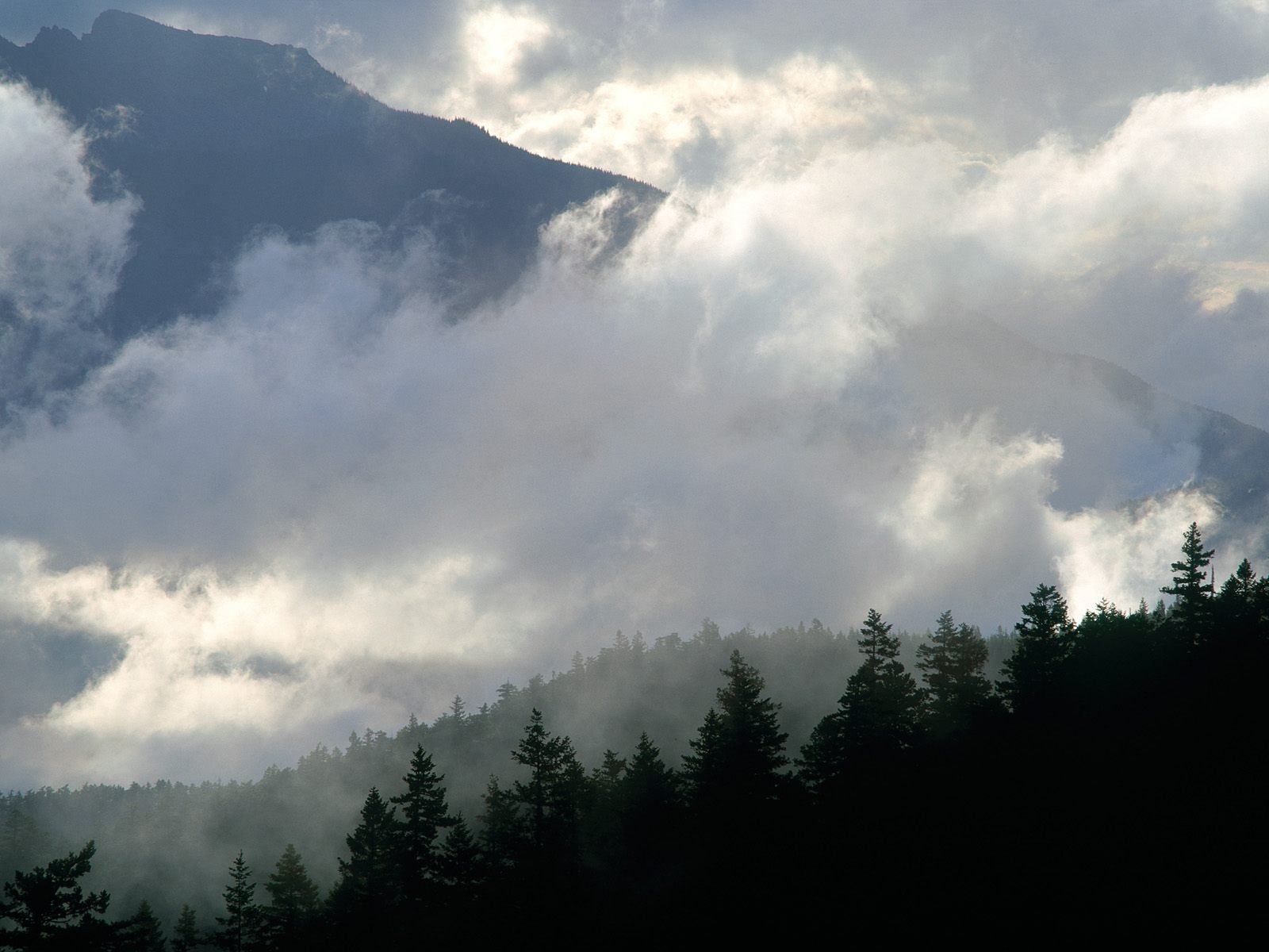 Serene forest landscape shrouded in mist and clouds, showcasing the beauty of nature. An enchanting HD wallpaper for your desktop background.