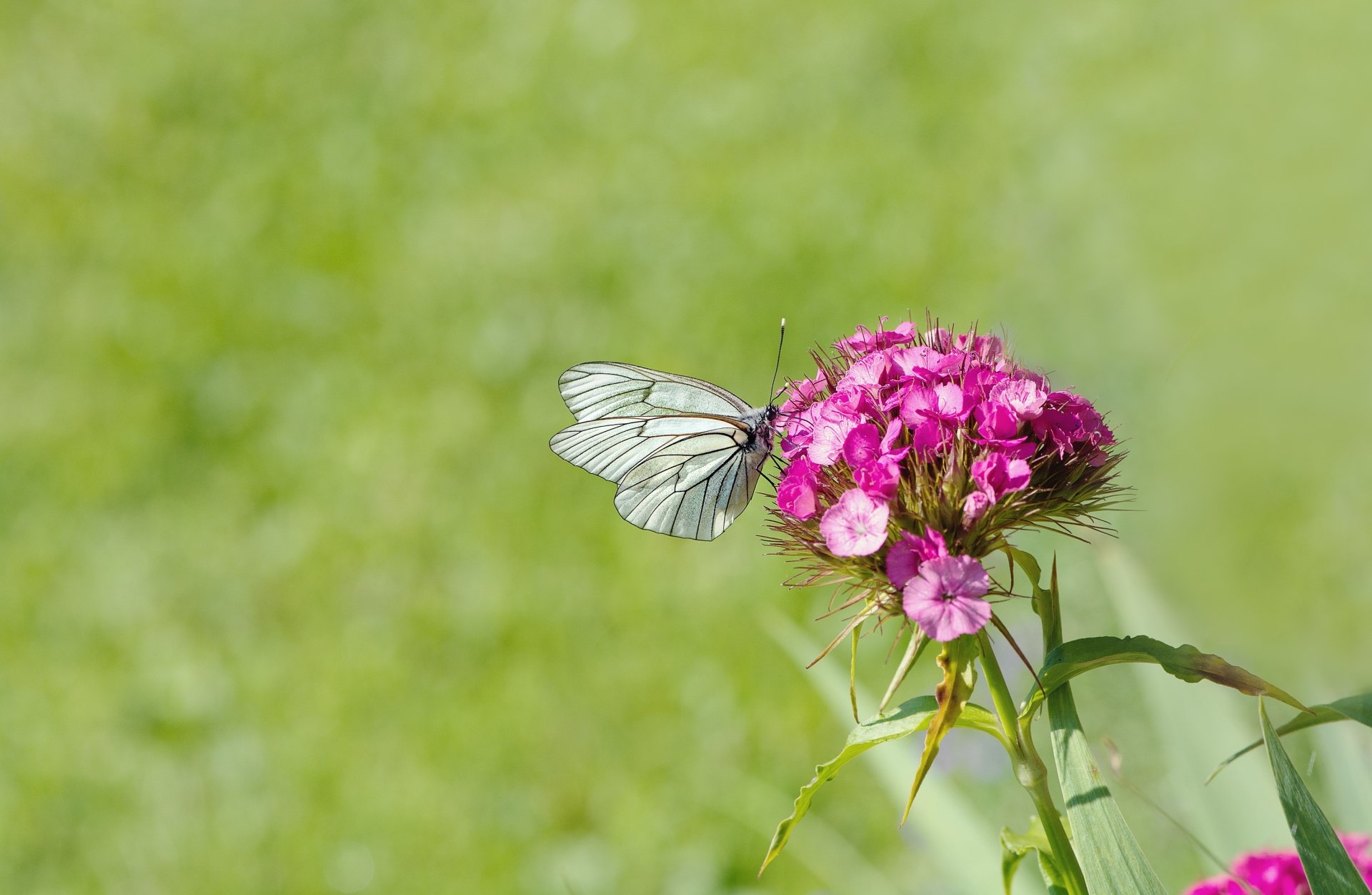 Download Pink Flower Flower Insect Animal Butterfly HD Wallpaper