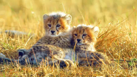 Two adorable cheetah cubs cuddle together in a sunlit grassy field, capturing a serene moment in nature. This beautiful image serves as a stunning HD desktop wallpaper.