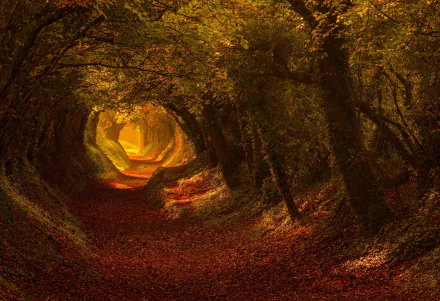A vibrant HD desktop wallpaper depicting a tunnel-like forest path in fall, with trees and leaves creating a mesmerizing natural tunnel bathed in warm autumn colors.
