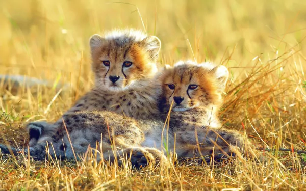 Two adorable cheetah cubs cuddle together in a sunlit grassy field, capturing a serene moment in nature. This beautiful image serves as a stunning HD desktop wallpaper.