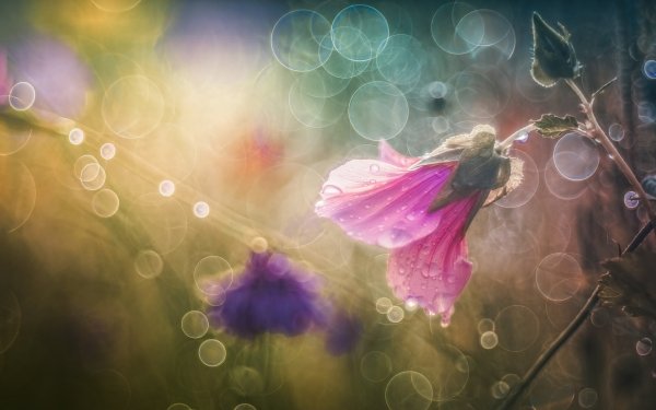 Nature Flower Flowers Bokeh Pink Flower Water Drop HD Wallpaper | Background Image