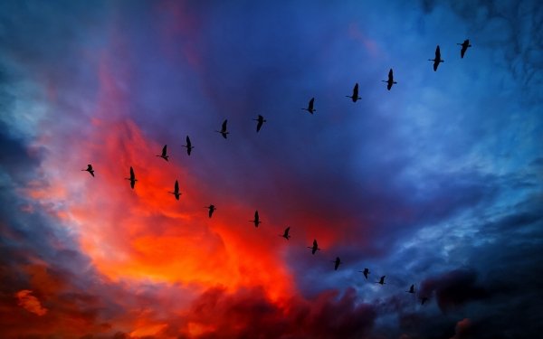 Animal Bird Birds Sky Silhouette Sunset orange Blue HD Wallpaper | Background Image