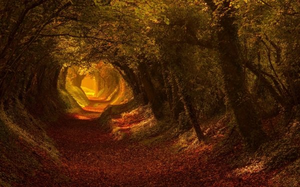 Earth Path Nature Leaf Tree Fall Forest Tunnel HD Wallpaper | Background Image