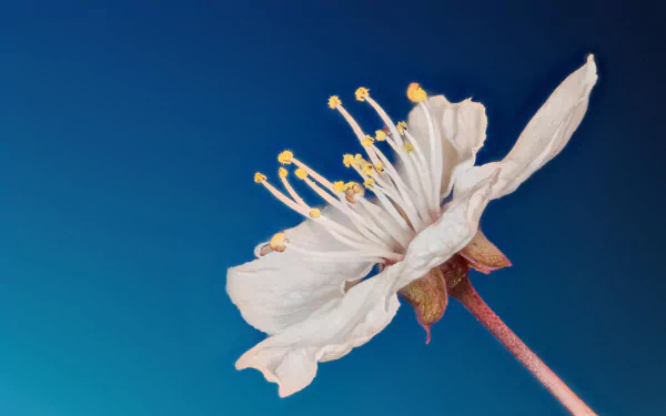 Close-up macro shot of a delicate white flower against a deep blue sky, captured in 4K Ultra HD resolution for stunning nature detail.