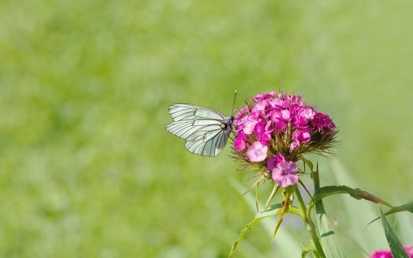 Animal Butterfly Insect Flower Pink Flower HD Wallpaper | Background Image