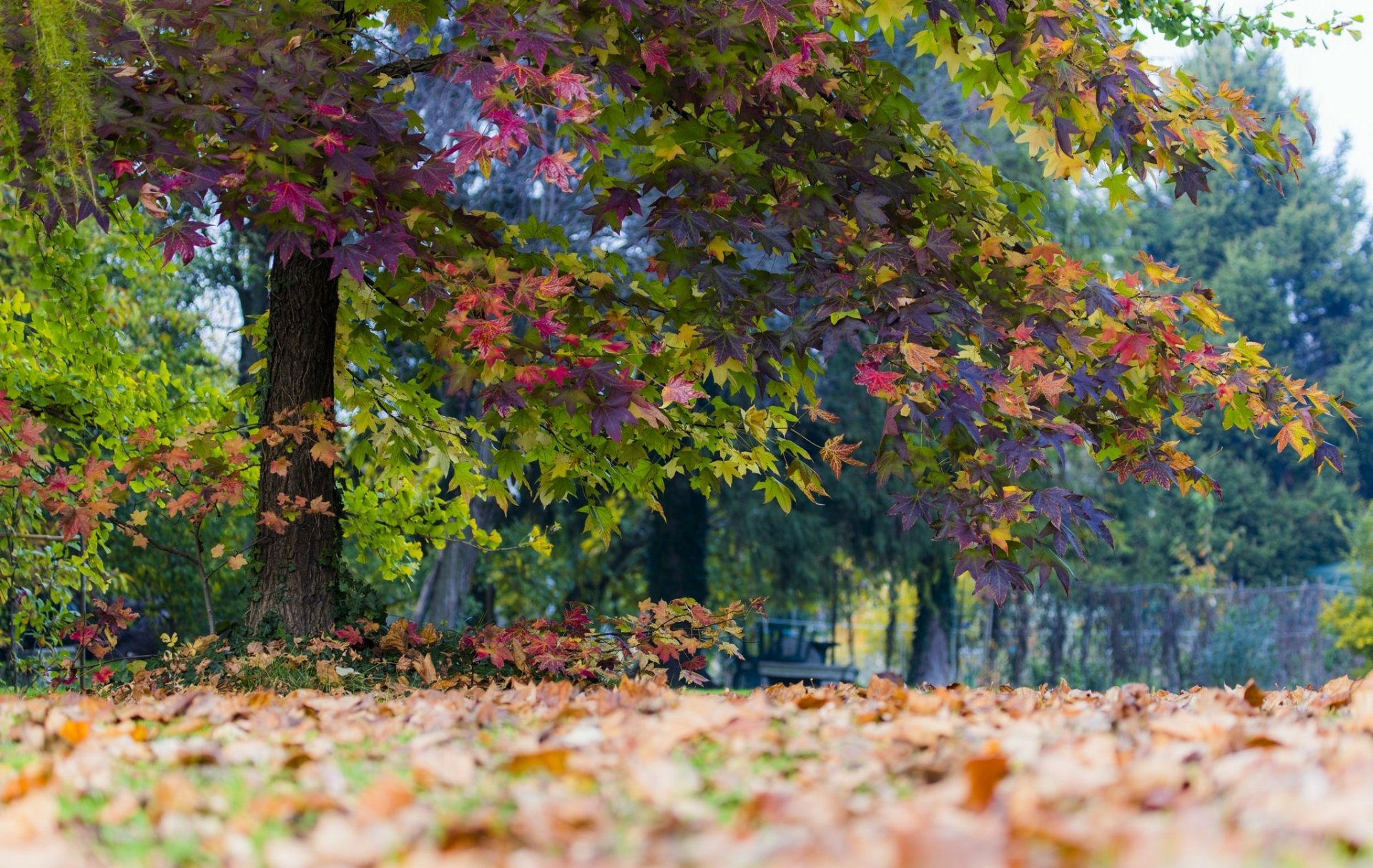 A vibrant autumn scene featuring a tree with colorful leaves amidst a carpet of fallen foliage, capturing the essence of fall in nature. HD PC desktop wallpaper and background.