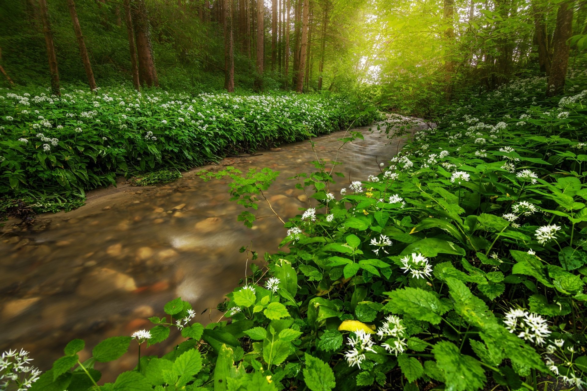 Download Green Forest Nature Stream HD Wallpaper