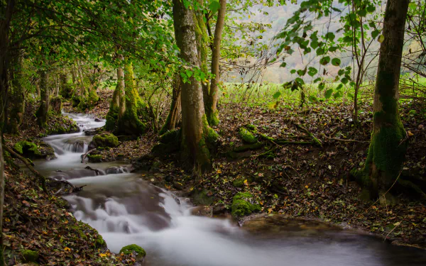 A serene stream flowing through a lush forest, captured in stunning detail as a 4K Ultra HD nature desktop wallpaper.