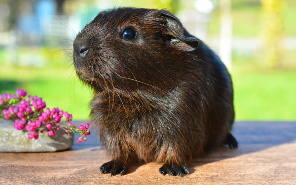 Close-up of a black guinea pig rodent on a wooden surface with pink flowers, captured in vibrant 4K Ultra HD quality for a PC desktop wallpaper.