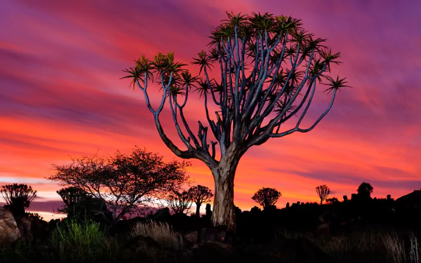 Vibrant Namibia sunset behind a silhouetted quiver tree and forest, captured in stunning HD for a dramatic desktop wallpaper background.