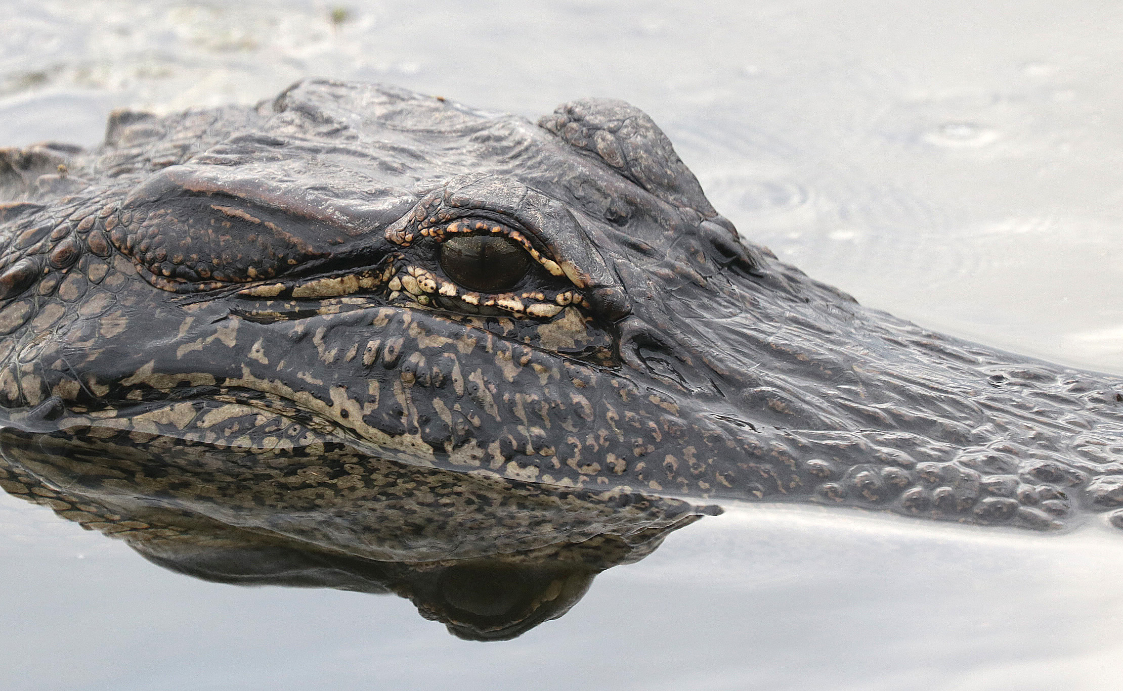 American alligator by Alan Schmierer