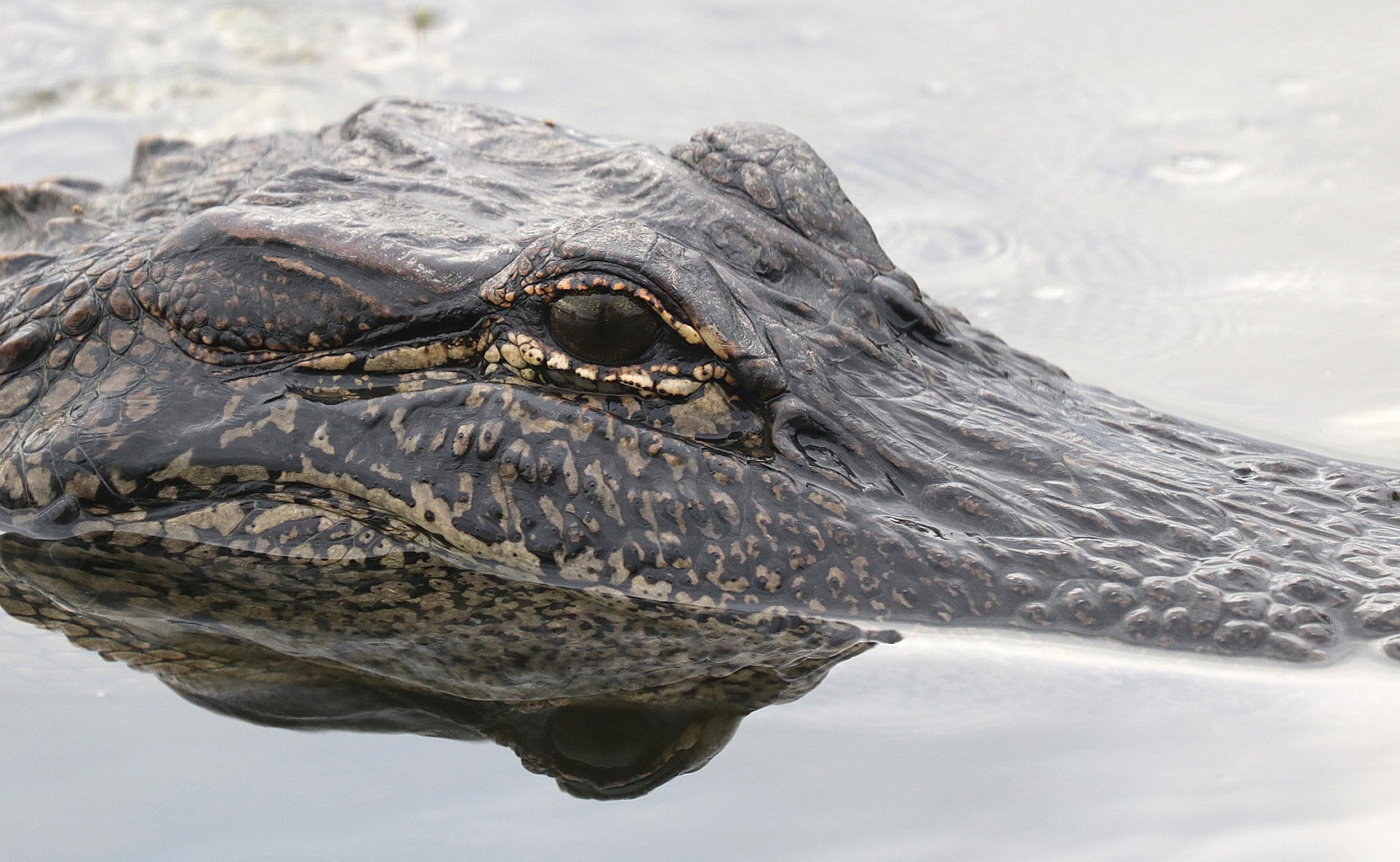 Download Reptile Close-up Eye Animal Alligator HD Wallpaper by Alan Schmierer