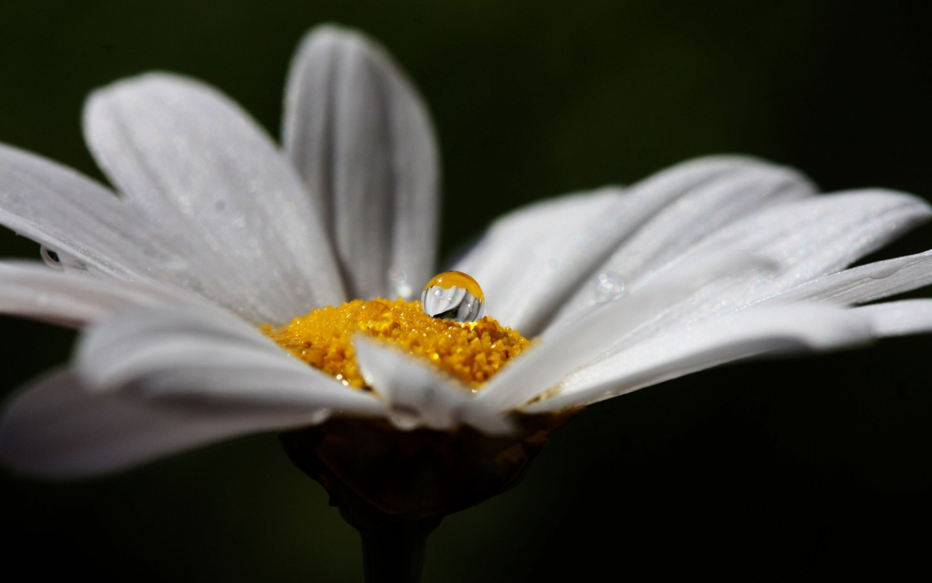 Download Nature Flower HD Wallpaper