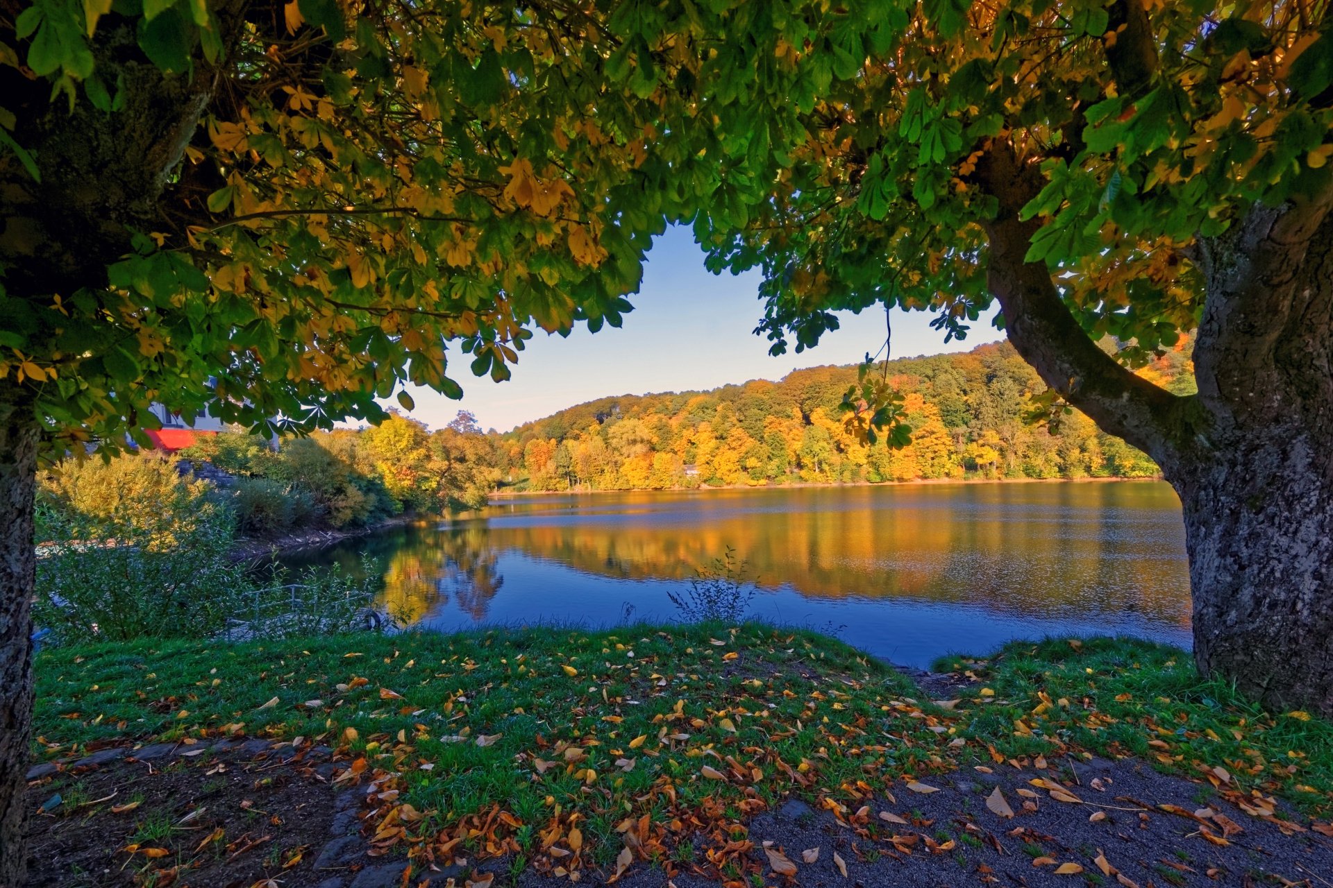 Download Fall Tree Nature Lake 4k Ultra HD Wallpaper | 4200x2801 ...