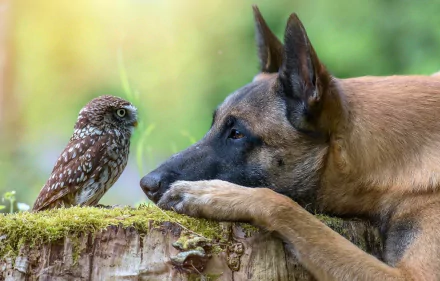 A Belgian Malinois gazes intently at a small owl perched on a log, capturing a moment of curiosity and connection in nature. HD desktop wallpaper showcasing the bond between animals.