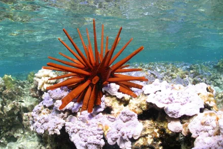 A vibrant, spiky red sea creature rests among coral in this stunning HD desktop wallpaper, showcasing the beauty of marine life and underwater ecosystems.