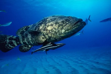 HD desktop wallpaper featuring a grouper fish swimming in the ocean, surrounded by other sea life. The image captures the beauty of marine animals in their natural sea habitat.