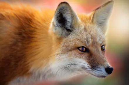 muzzle Animal fox HD Desktop Wallpaper | Background Image