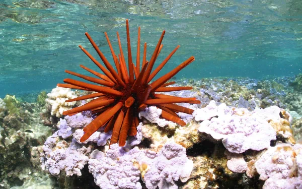 A vibrant, spiky red sea creature rests among coral in this stunning HD desktop wallpaper, showcasing the beauty of marine life and underwater ecosystems.