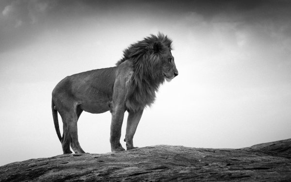 Animal Lion Cats Black & White HD Wallpaper | Background Image