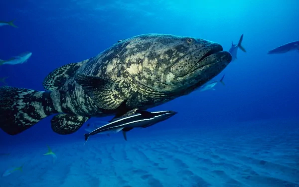 HD desktop wallpaper featuring a grouper fish swimming in the ocean, surrounded by other sea life. The image captures the beauty of marine animals in their natural sea habitat.