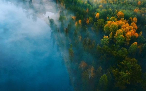 Earth Forest Nature Fog Tree Fall Aerial HD Wallpaper | Background Image