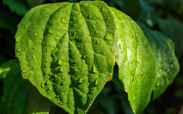 dew drop close-up nature leaf HD Desktop Wallpaper | Background Image