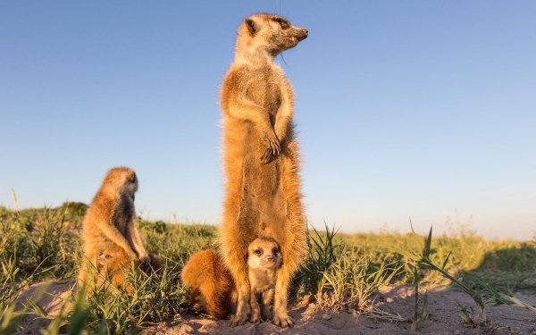 Animal Meerkat Cute HD Wallpaper | Background Image