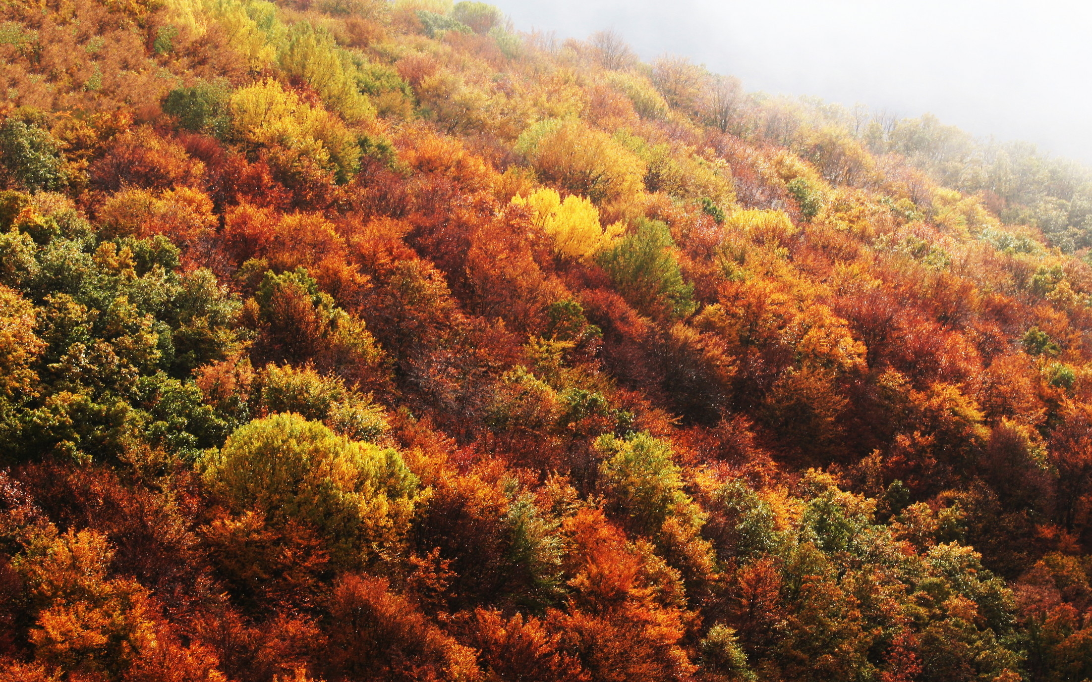 Autumn Forest HD Wallpaper | Background Image | 2203x1377