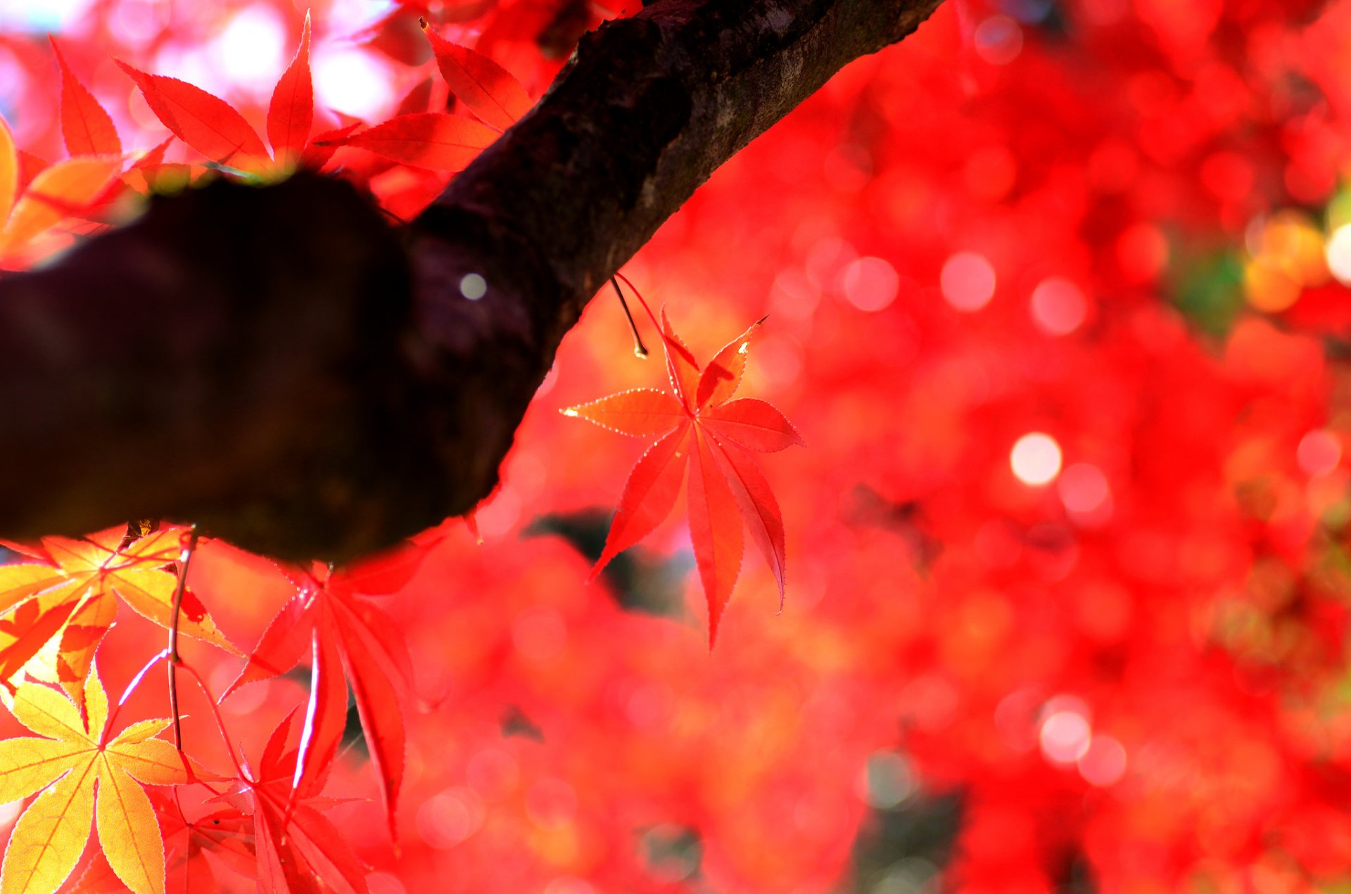 Download Fall Nature Sunny Bokeh Leaf HD Wallpaper