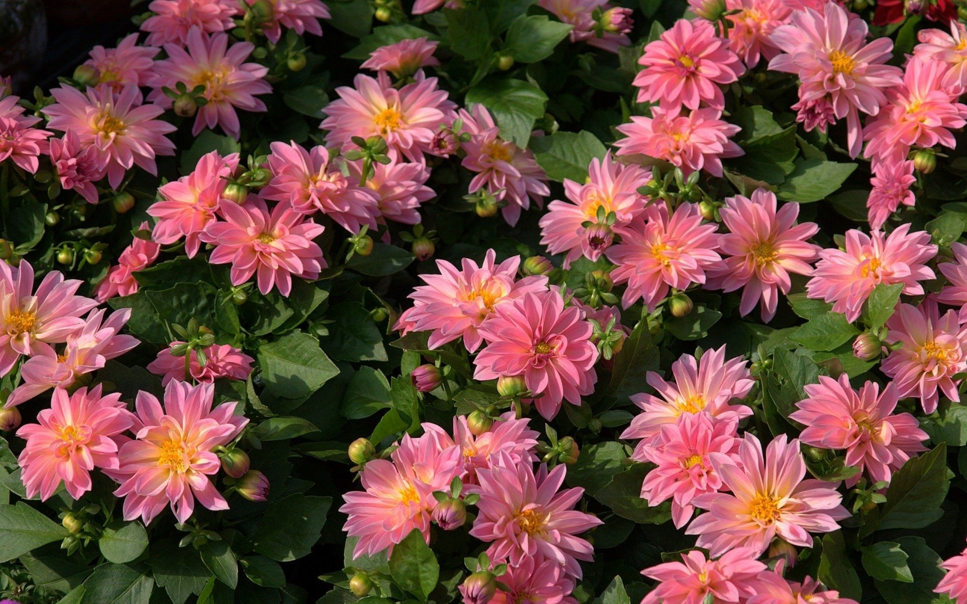 Pink Dahlias