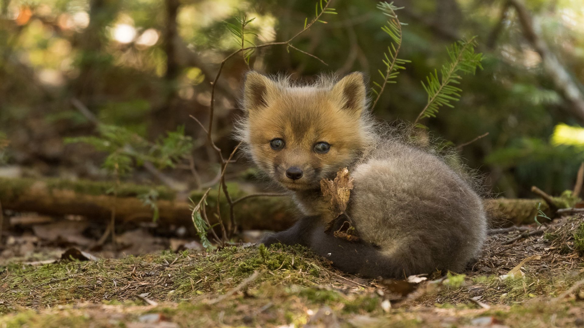 Download Baby Animal Cub Cute Animal Fox HD Wallpaper