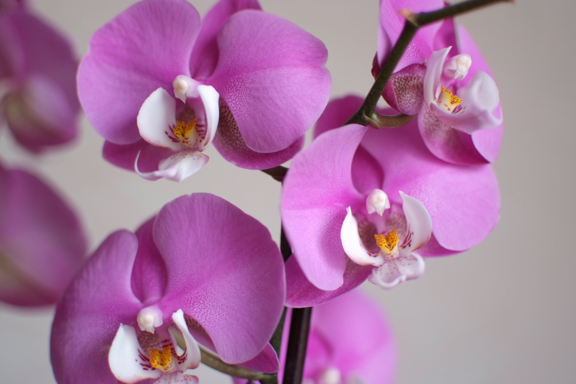 Download Pink Flower Flower Nature Orchid HD Wallpaper