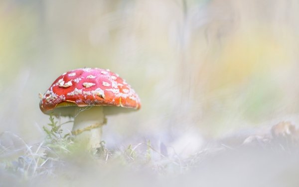 Nature Mushroom Blur Close-Up HD Wallpaper | Background Image