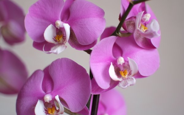 Nature Orchid Flowers Flower Pink Flower HD Wallpaper | Background Image