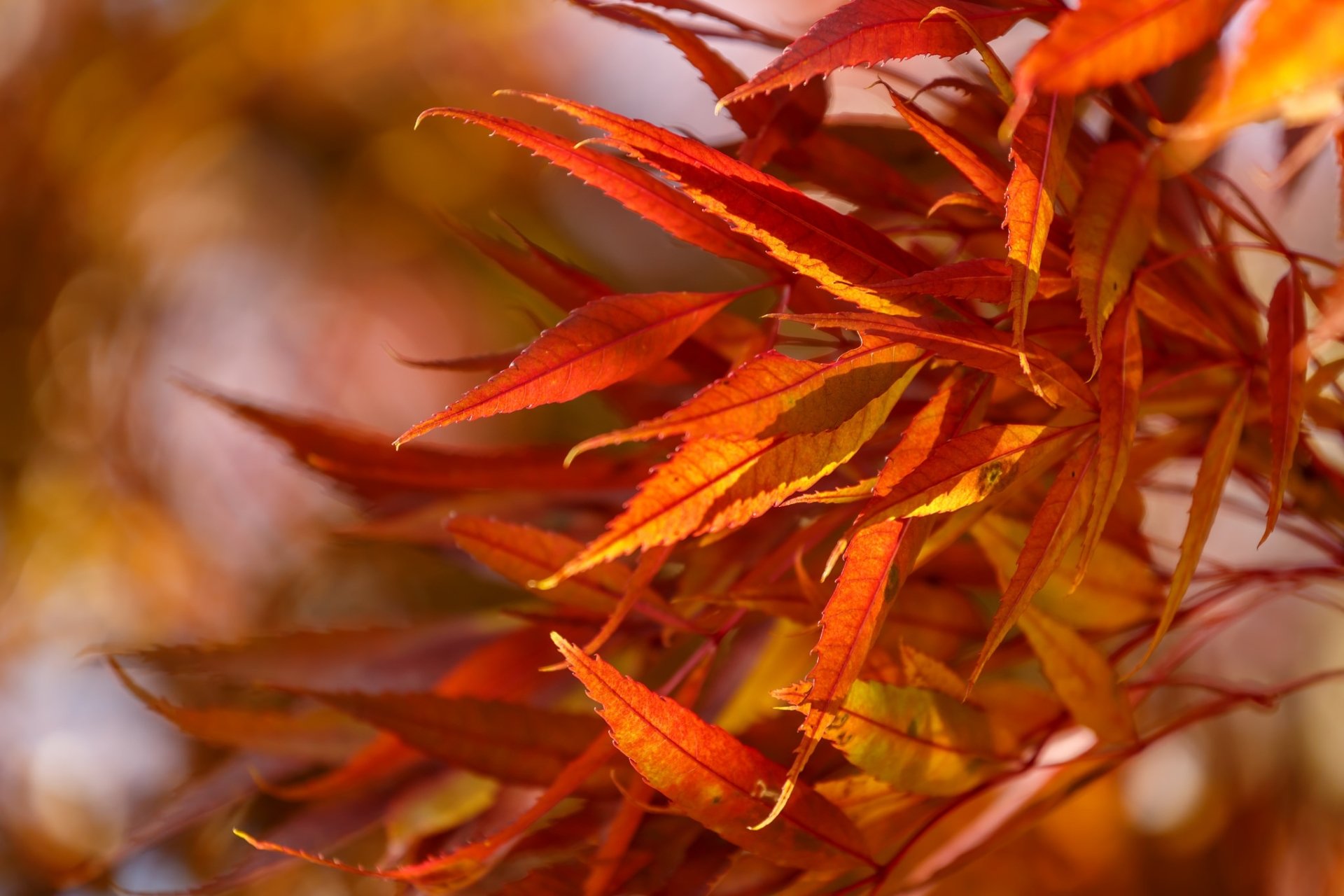 Leaf HD Wallpaper | Background Image | 2048x1365