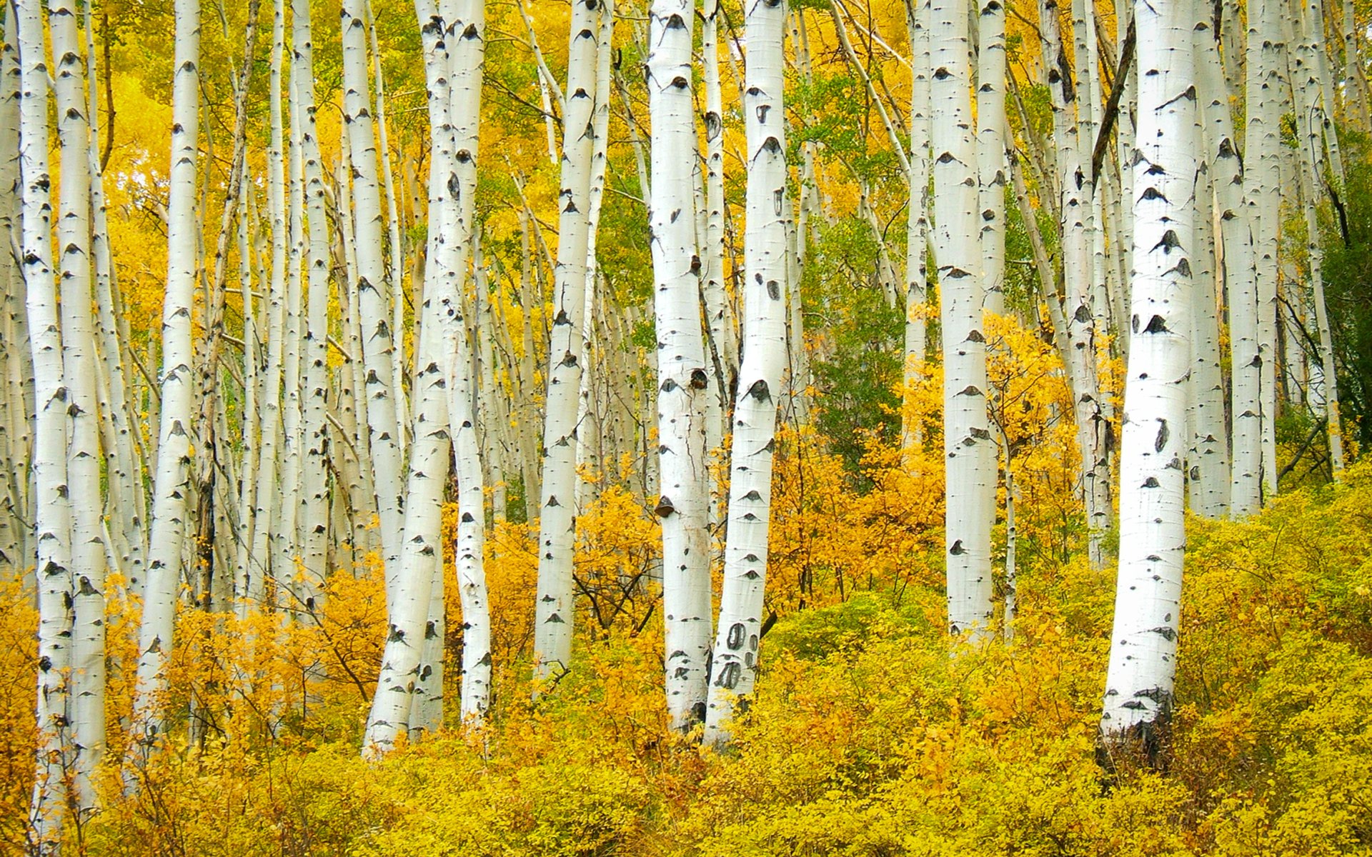 Autumn Birch Forest 4k Ultra HD Wallpaper | Background Image