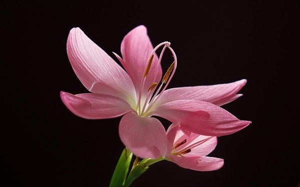 Earth Flower Flowers Close-Up Pink Flower HD Wallpaper | Background Image